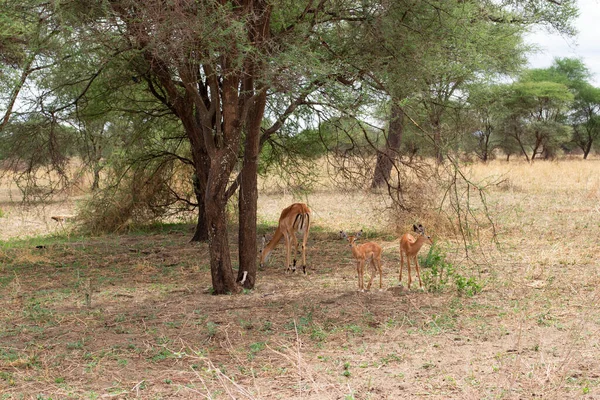Impala Θηλυκό Δύο Μικρά Στο Εθνικό Πάρκο Tarangire Στην Τανζανία — Φωτογραφία Αρχείου