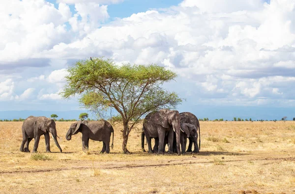 Mare Familie Elefanți Africani Care Merg Savană Parcul Național Tarangire — Fotografie, imagine de stoc
