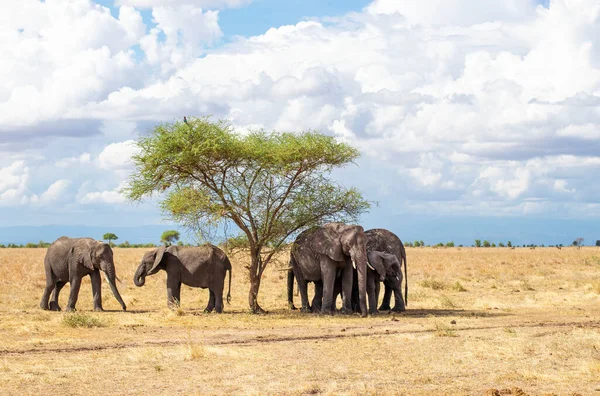Tanzanya 'daki Tarangire Ulusal Parkı' nda savanda yürüyen büyük bir Afrika fili ailesi.
