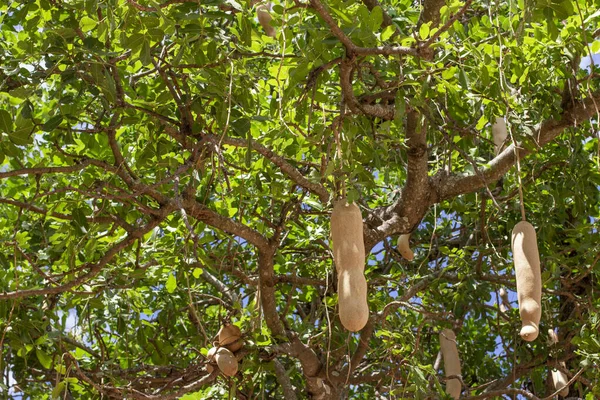 Fruits Sausage Tree Kigelia Growing Africa Savannah Close — Stock Fotó