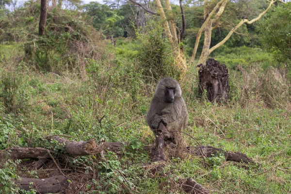 Grote Baviaan Zit Aan Een Boom Tussen Struiken Ngorongoro Crater — Stockfoto
