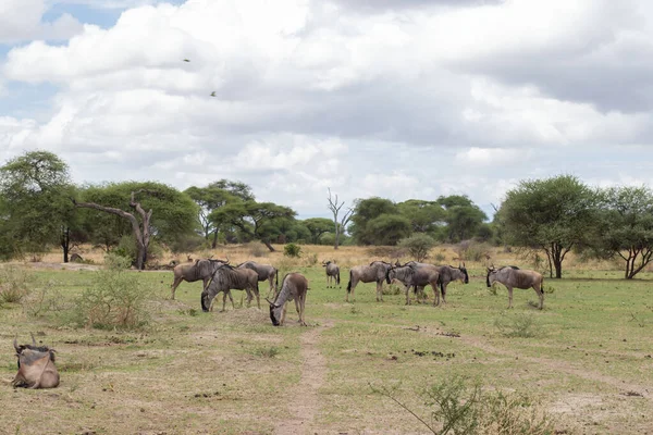 Turmă Mare Animale Sălbatice Pășunează Savană Într Safari Din Parcul — Fotografie, imagine de stoc