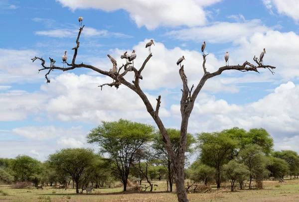 Stol Berze Africane Ramurile Unui Copac Uscat Savană Timpul Unui — Fotografie, imagine de stoc