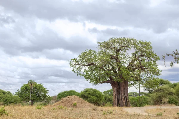 Baobabul Uriaș Crește Savană Parcul Național Tarangire Din Tanzania Acest — Fotografie, imagine de stoc