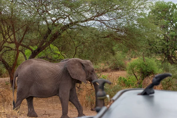 Elefant African Care Rulează Jeep Trecut Timpul Safari Parcul Național — Fotografie, imagine de stoc