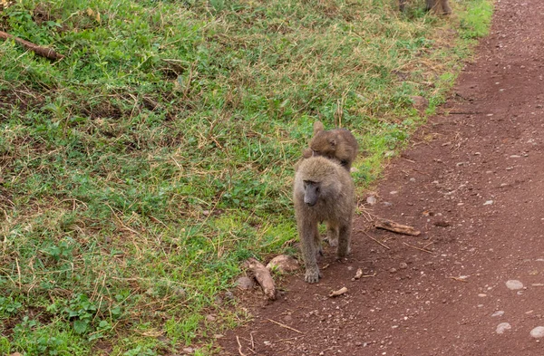 Vrouwelijke Baviaan Met Welp Wandelend Langs Weg Tijdens Safari Ngorongoro — Stockfoto