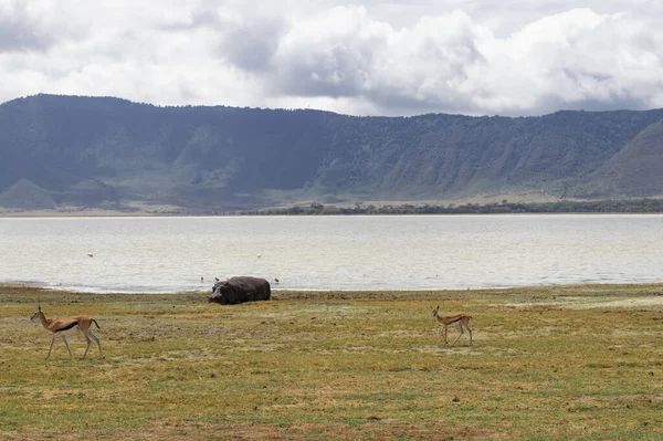 Hippopotamus Resting Lake Thomson Gazelles Walking Nearby Ngorongoro Crater Tanzania — Fotografie, imagine de stoc