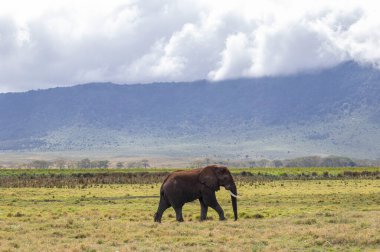 Afrika fili safari için Tanzanya 'daki Ngorongoro Krateri' nde yürüyordu.