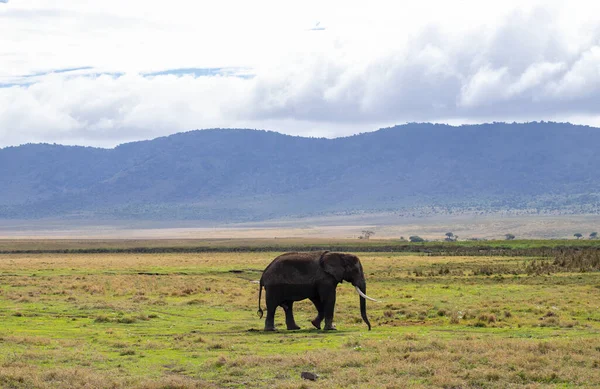 Elefant African Care Traversează Savana Safari Craterul Ngorongoro Din Tanzania — Fotografie, imagine de stoc