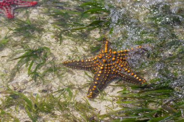 Canlı deniz yıldızları, alçak gelgitte okyanus tabanında alglerle çevrilidir.