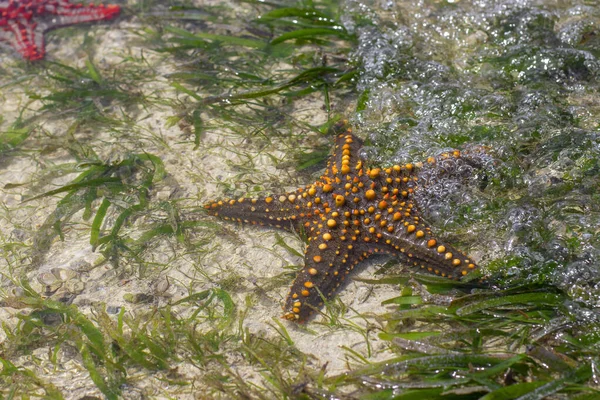 Lebende Seesterne Liegen Bei Ebbe Umgeben Von Algen Auf Dem — Stockfoto
