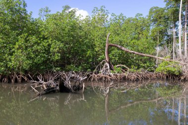 National Park los Haitises Dominik Cumhuriyeti 'ndeki Mangrove Ormanı. Güneşli bir günde birçok mangrov ağacı olan mangrov ormanından geçen nehir.