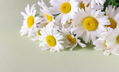 Açık arkaplanda bir buket güzel beyaz papatya. Kutlama kartı, boşluğu kopyala