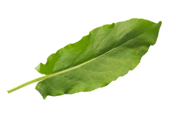 Sorrel Leaf Isolated White Background — Stock Photo, Image