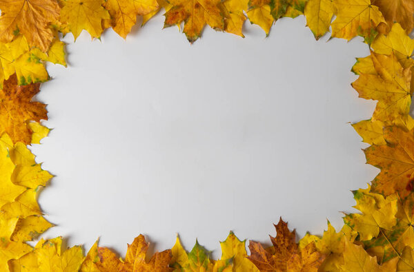 Frame of bright autumn maple leaves on white background