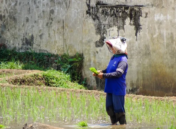 インドネシアのポノロゴ 2021年 伝統的な帽子をかぶった女性が畑に米を植えています 暑い太陽の下で働いています — ストック写真