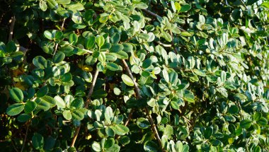 Yeşil küçük yaprakların yakın çekim görüntüsü doğal bir arka plan deseni olarak. Duvar kağıdı, sunum vs. için soyut bir doğa dokusu.