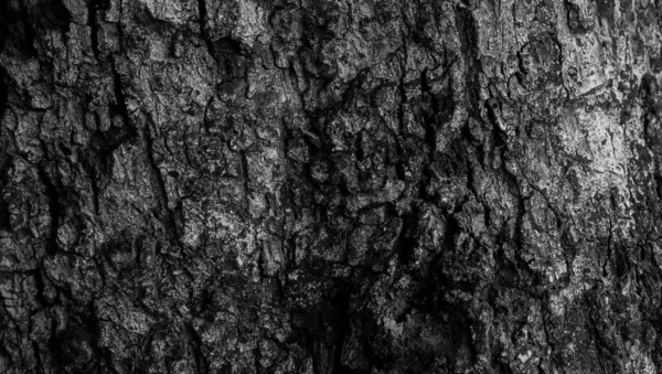 Die Rindenstruktur Mit Einem Schlitzloch Die Oberfläche Des Baumstammes Dunkler — Stockfoto
