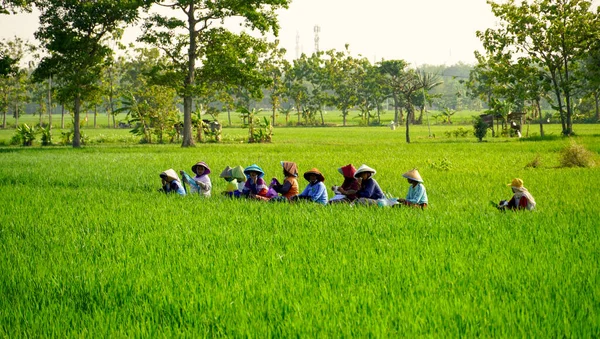 Ponorogo Indonesia 2021 Farmworkers Working Paddy Field Working Using Traditional — Stock Photo, Image