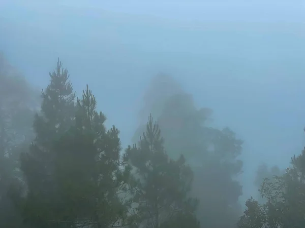 Niebla Vista Del Paisaje Forestal Matiz Matutino Bosque Está Congelando — Foto de Stock