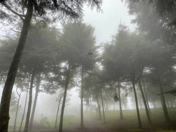 misty forest landscape view. the morning nuance in the forest is freezing yet looks peaceful. the enjoyable place to escape.