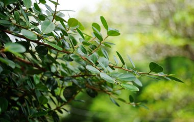 Doğanın kopyalama alanı. Açık havada yabani çitler var. Alıntılar veya metin kopyaları için yeşilimsi arkaplan. Bahçedeki küçük yeşil yapraklardan bir bahçe..