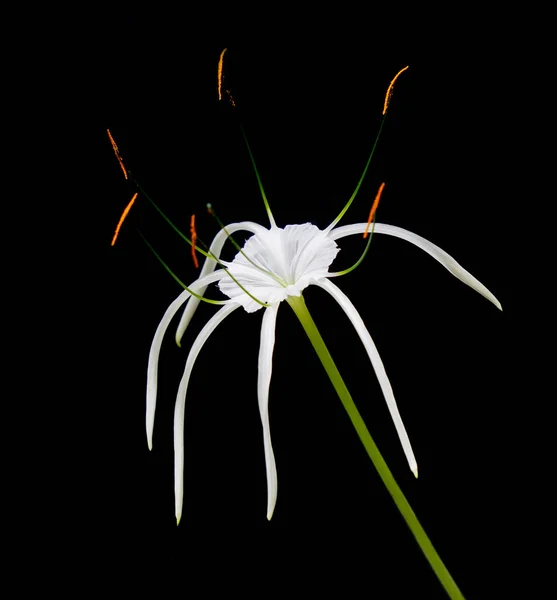 Hymenocallis Speciosa Zielono Odcień Pająka Biały Kwiat Roślina Izolowana Czarnym — Zdjęcie stockowe