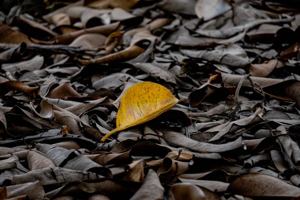 pile of dry leaves scattered on the ground. a yellow leaf among the brown leaves. a close-up shot of dry leaves in the backyard. autumnal leaves.