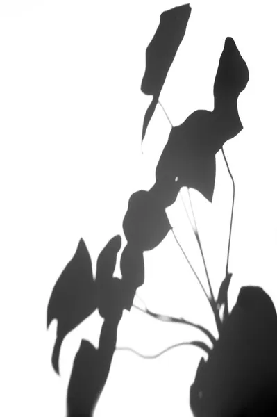 Verschwommener Blattschatten Für Foto Overlay Effekt Pflanzen Die Das Sonnenlicht — Stockfoto