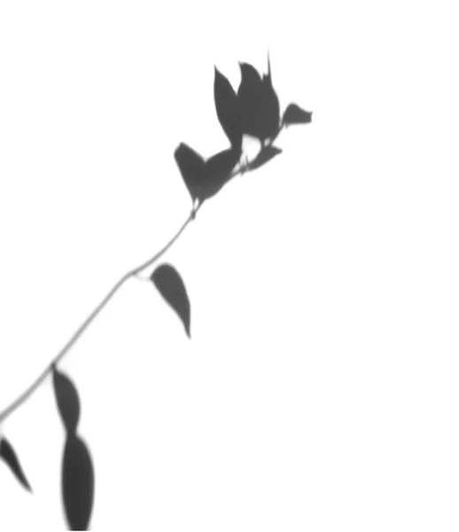 Размытая Тень Листьев Эффекта Наложения Фотографии Растения Проходящие Через Солнечный — стоковое фото