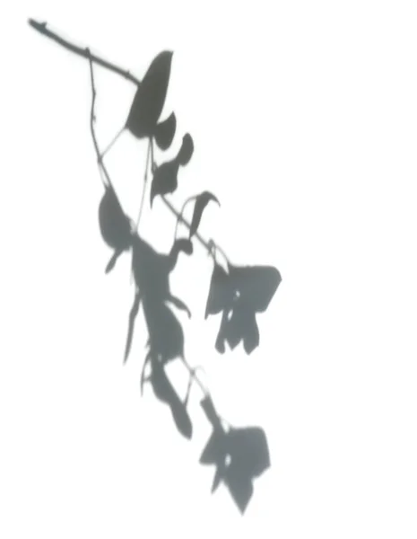 白い背景に影のヤシの葉 リアルなフロントオーバーレイ効果イラスト 創造的なデザインを飾るために自然の光と影のシルエット — ストック写真