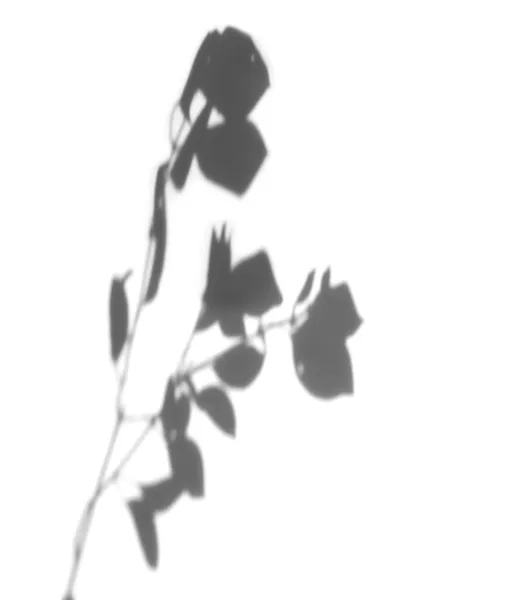 Verschwommener Blattschatten Für Foto Overlay Effekt Pflanzen Die Das Sonnenlicht — Stockfoto