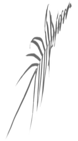 Umbra Frunze Lungi Fundal Alb Ilustrație Realistă Efectului Suprapunere Frunzelor — Fotografie, imagine de stoc