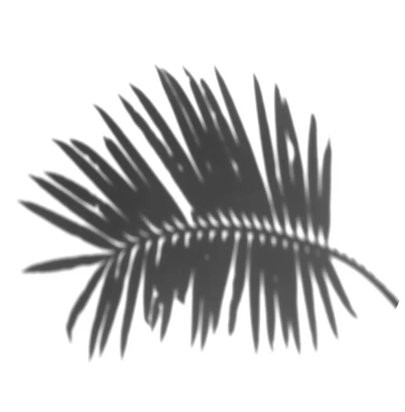 Stínové Palmové Listy Bílém Pozadí Realistická Ilustrace Efektu Překrytí Lístků — Stock fotografie