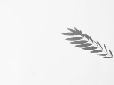 Rüzgarda sallanan yaprak animasyonu. Doğanın gerçekçi örtüşme etkisi. Doğal gölge ve ışık yavaş hareket ediyor. Bitkinin sinematik siluet hareketi.