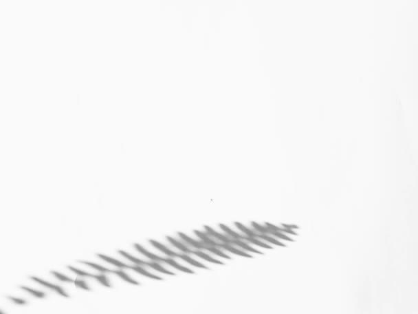 Анімація Листя Погойдується Вітром Реалістичний Накладений Ефект Природи Природні Тіні — стокове відео