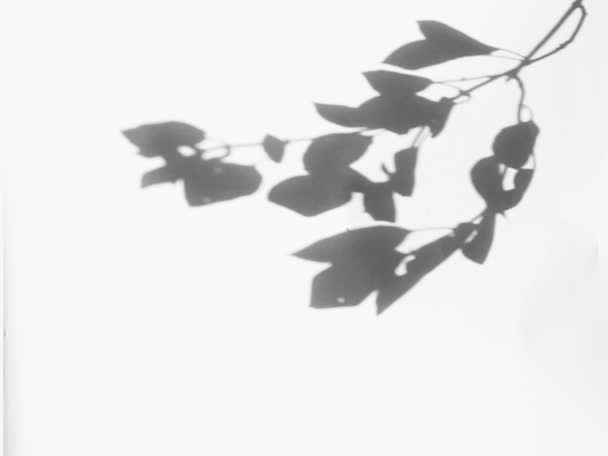 Анімація Листя Погойдується Вітром Реалістичний Накладений Ефект Природи Природні Тіні — стокове відео