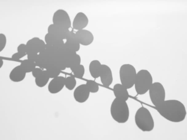 叶子动画在风中摇曳 现实的自然叠加效应 自然的阴影和灯光在缓慢的移动 植物的电影剪影运动 — 图库视频影像