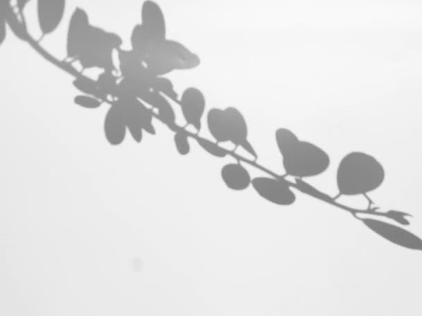 風に揺れる葉のアニメーション 自然界の現実的なオーバーレイ効果 自然な影と照明がゆっくりと動きます 植物の映画的なシルエットの動き — ストック動画
