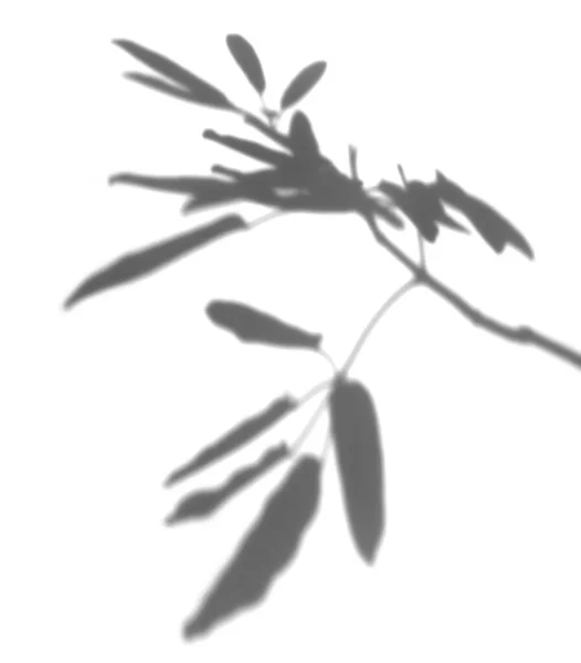 Blurry Leaf Shadow Photo Overlay Effect Plants Pass Sunlight Can — Stock Photo, Image