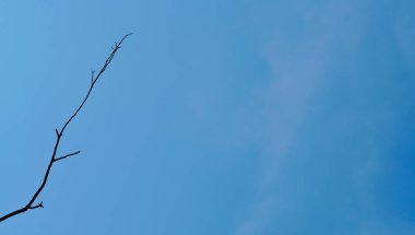 Mavi gökyüzü olan kurumuş bir ağacın dalı. Kış mevsiminde ölü dallar. Mevsimin güzel manzarası, kuru ağaç..