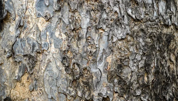 Der Natürliche Abstrakte Hintergrund Der Rauen Rinde Des Baumes Wald — Stockfoto