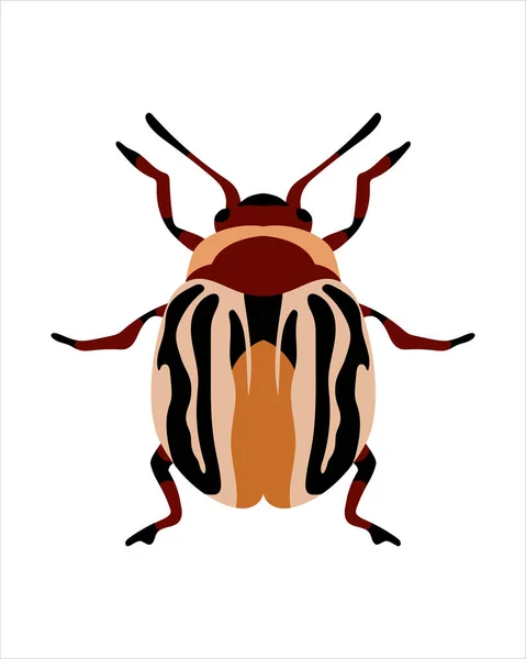 Zygogramma Conjucta Ploché Vektorové Znázornění Chyb Hmyz Zahradní Koncept Animované — Stock fotografie