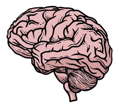 renkli insan organları çizimi. İç insan anatomisinin basit ama eğitici vektör grafiği. Tıbbi ve sağlık tasarımı için biyolojik örnekleme.