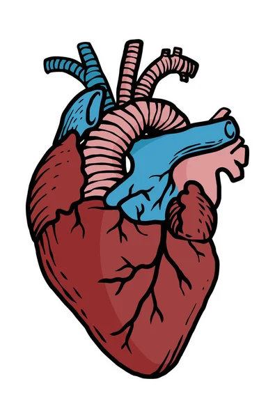 Gekleurde Menselijke Organen Illustratie Eenvoudige Maar Leerzame Vectorgrafiek Van Interne — Stockfoto