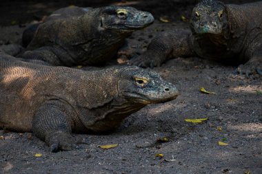 Komodo (Varanus Komodoensis) ağaçların altında toplanır. Komodo ejderhaları olarak da bilinir. Doğal ortamda yaşayan dünyanın en büyük kertenkelesi. Endonezya 'daki doğal yaşam alanı.