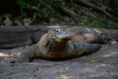 Komodo (Varanus Komodoensis) ağaçların altında toplanır. Komodo ejderhaları olarak da bilinir. Doğal ortamda yaşayan dünyanın en büyük kertenkelesi. Endonezya 'daki doğal yaşam alanı.