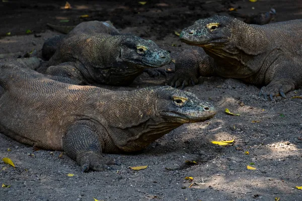 Komodo Varanus Komodoensis Reúnem Sob Árvores Também Conhecidos Como Dragões — Fotografia de Stock