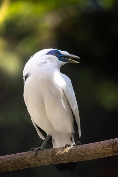 Los Estorninos Balineses Leucopsar Rothschildi Están Sobre Ramas Árboles También — Foto de Stock