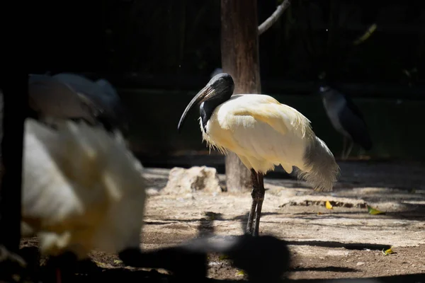 Pélicans Zoo Stand Sur Sol — Photo